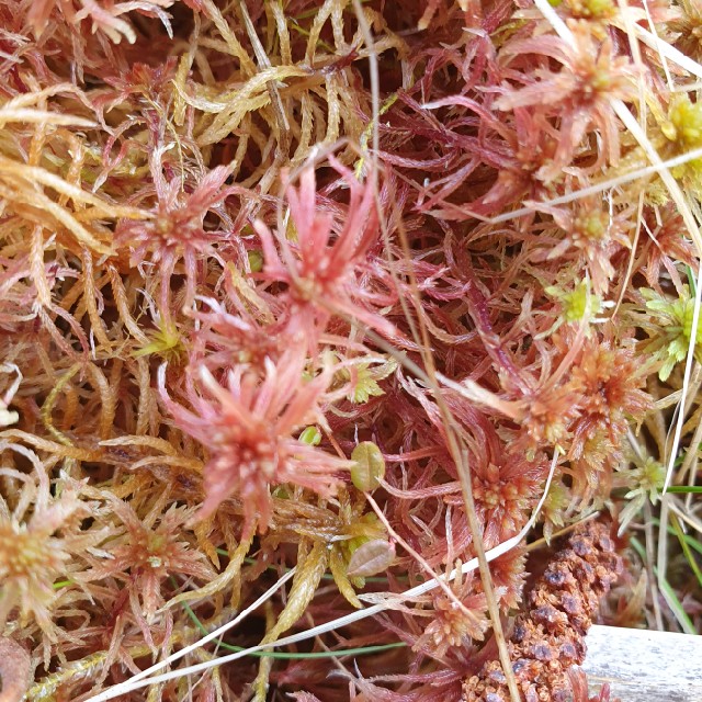 Blygrå Tørvemos (Sphagnum warnstorfii)