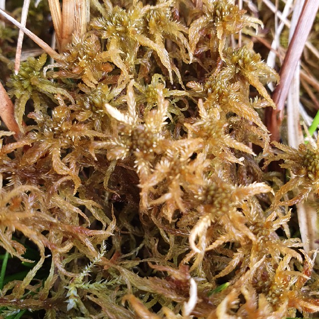 Krumbladet Tørvemos (Sphagnum contortum)