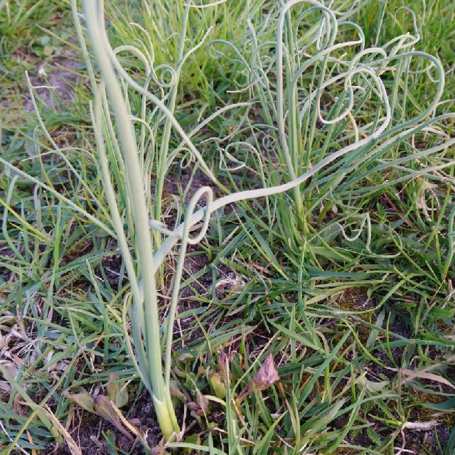 Hvidløg (Allium sativum)