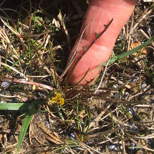 Mælkebøtte sekt. Kalkmælkebøtter (Taraxacum sect. Palustria)