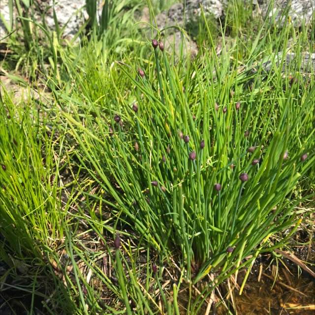 Vild Pur-Løg (Allium schoenoprasum var. jurmoënse)