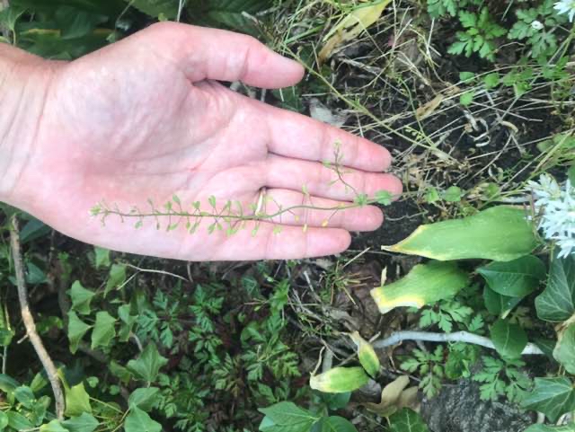 Mur-Draba (Draba muralis)