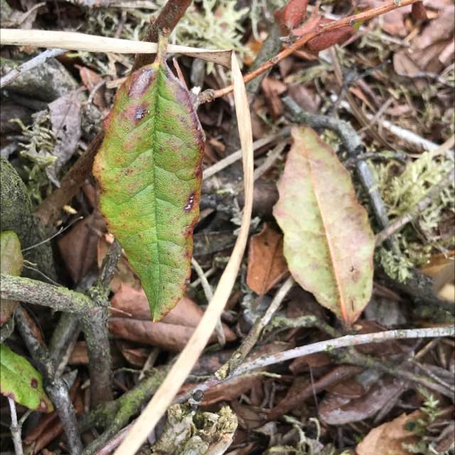 Grønlandsk Post (Rhododendron groenlandicum)