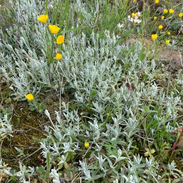 Sølv-Hønsetarm (Cerastium biebersteinii)