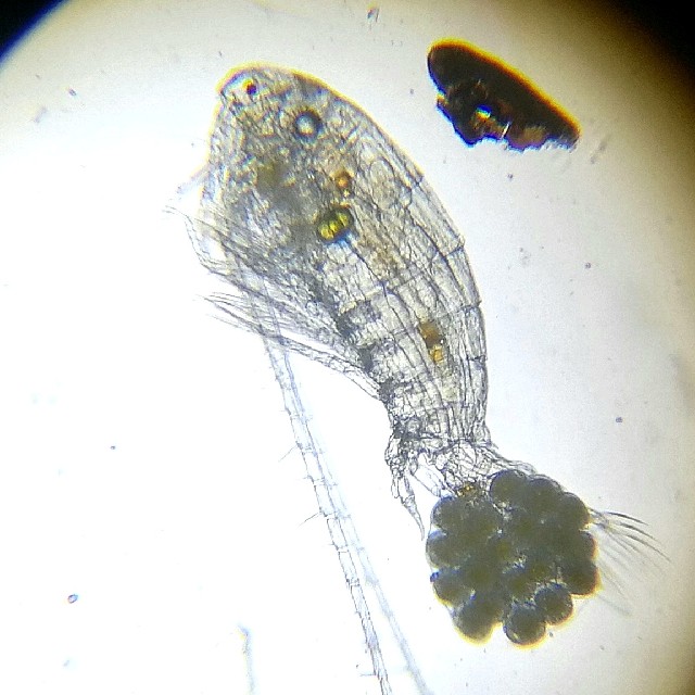 Eudiaptomus gracilis (Eudiaptomus gracilis)