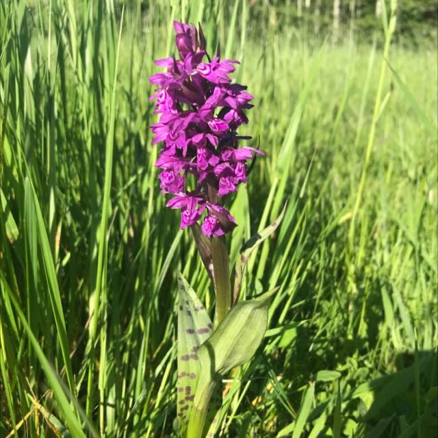 Blodplettet Gøgeurt (Dactylorhiza incarnata var. cruenta)
