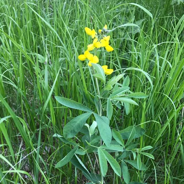 Rævebønne (Thermopsis montana)