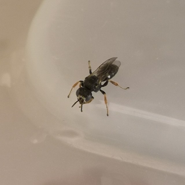 Oxybelus bipunctatus (Oxybelus bipunctatus)