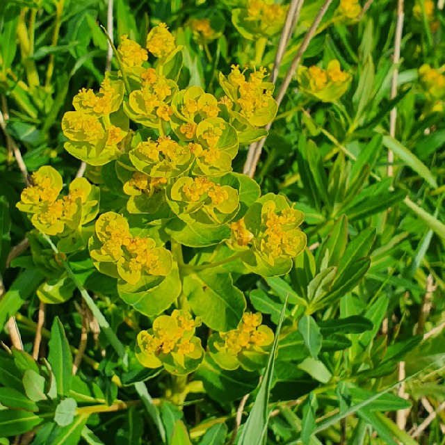 Strand-Vortemælk (Euphorbia palustris)