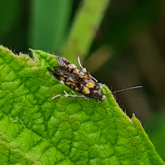 Chrysoclista lathamella (Chrysoclista lathamella)