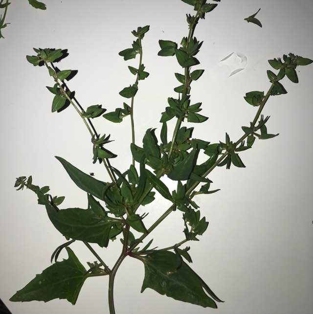 Stilk-Mælde (Atriplex longipes ssp. longipes)