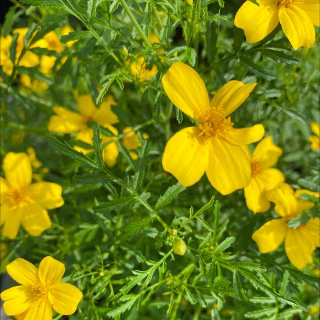 Smalfliget Fløjlsblomst (Tagetes tenuifolia)