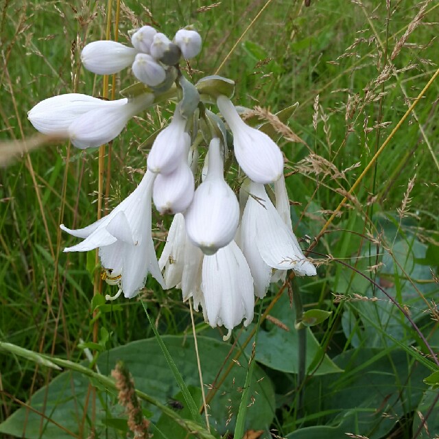 Funkia sp. (Hosta sp.)