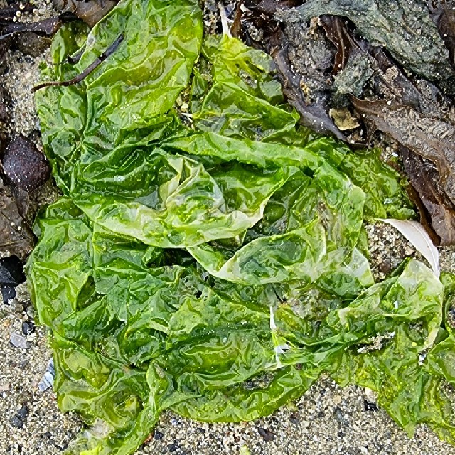 Mørk Fjordsalat (Ulvaria fusca)