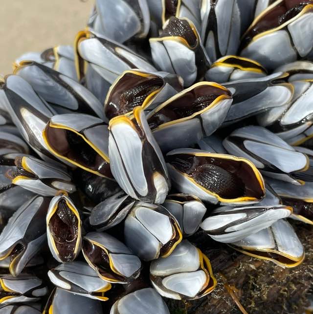 Glat Langhals (Lepas anatifera)