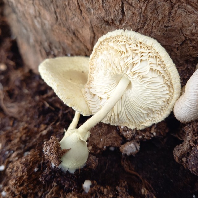 Melet Silkehat (Leucocoprinus cepistipes)