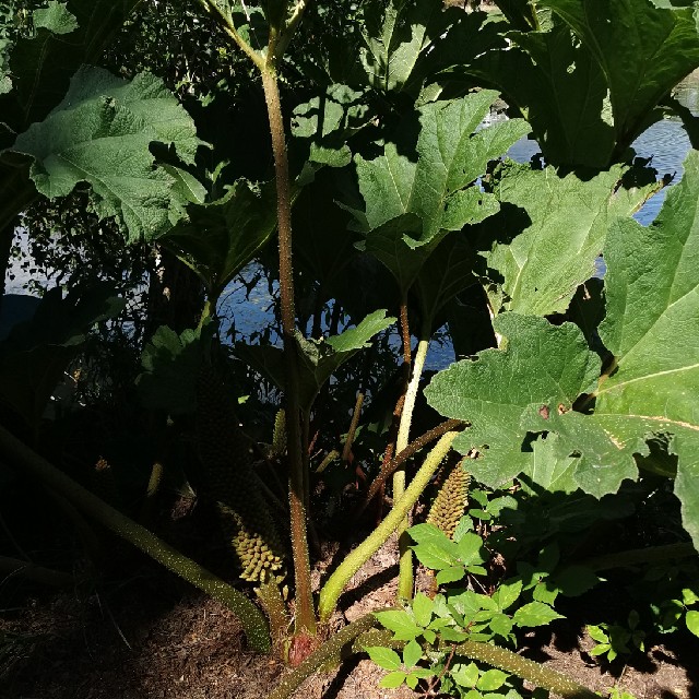 Farve-Mammutblad (Gunnera tinctoria)