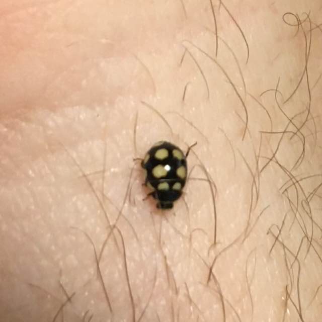 Fjortenprikket Mariehøne (Coccinula quatuordecimpustulata)