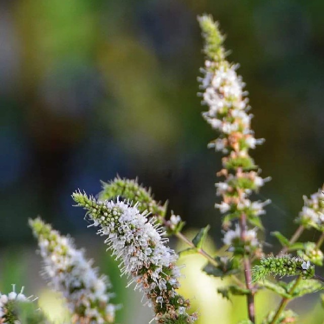 Kruse-Mynte (Mentha spicata var. crispata)
