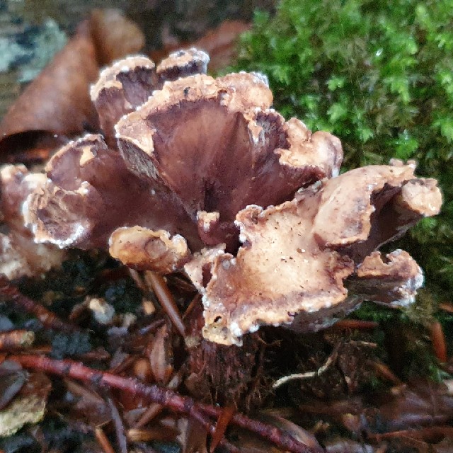 Køllekantarel (Gomphus clavatus)