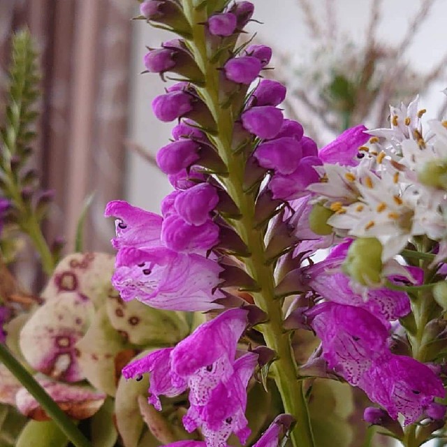 Drejeblomst (Physostegia virginiana)