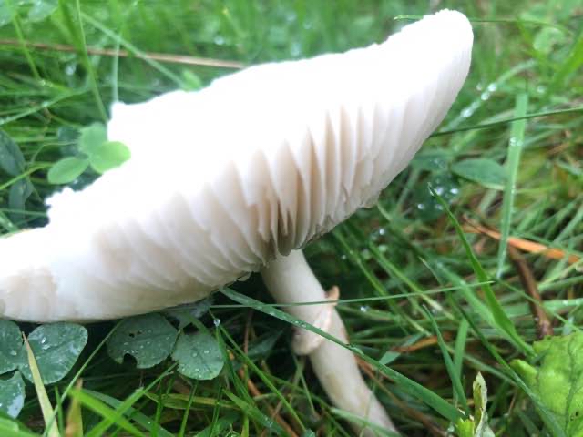 Blegrosa Silkehat (Leucoagaricus sublittoralis)