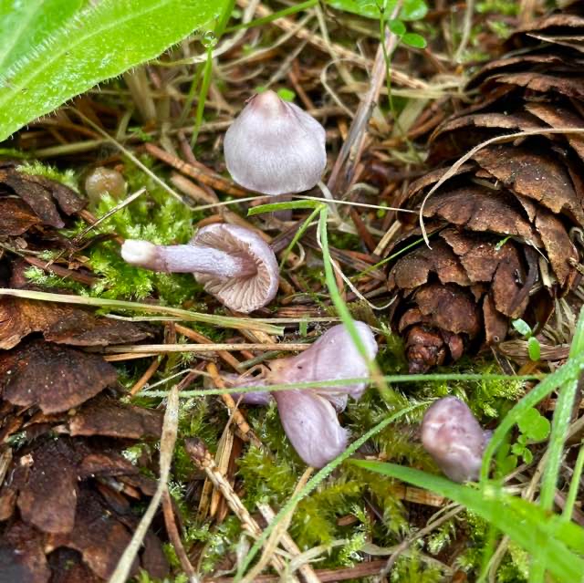 Inocybe geophylla var. lilacina (Inocybe geophylla var. lilacina)