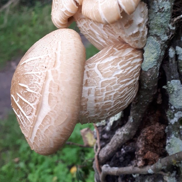 Elmehat (Hypsizygus ulmarius)