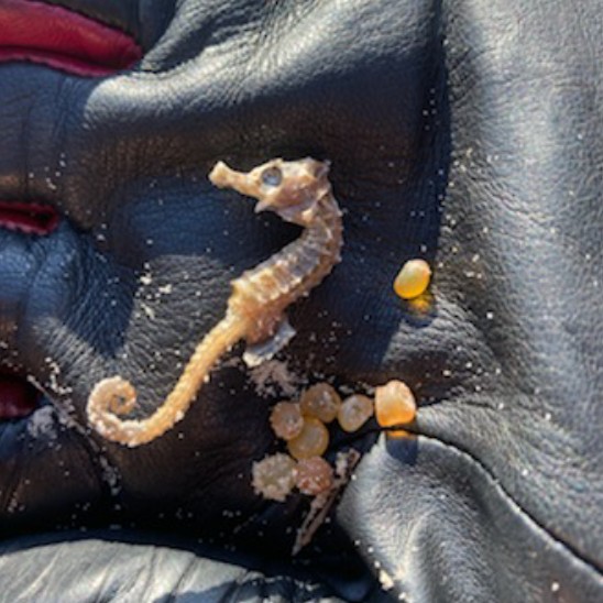 Almindelig Søhest (Hippocampus guttulatus)