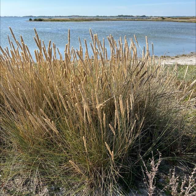 Sand Hjælme Observation Nb 4302502 Naturbasen