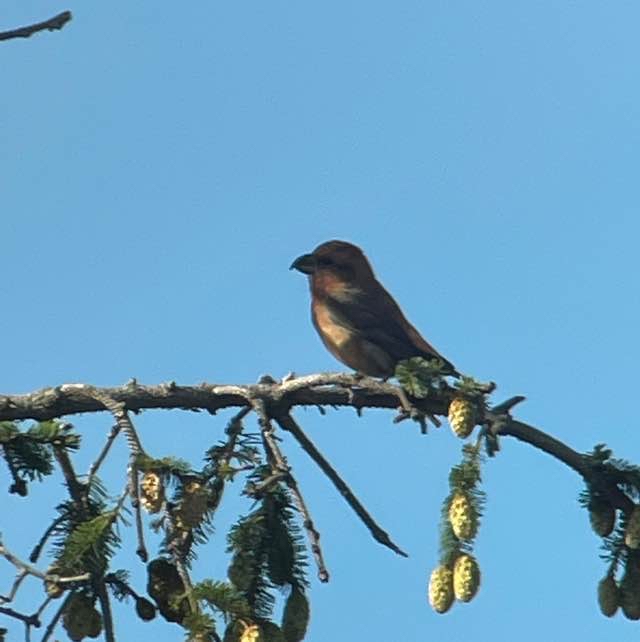 Lille Korsnæb Observation Nb 4337571 Naturbasen