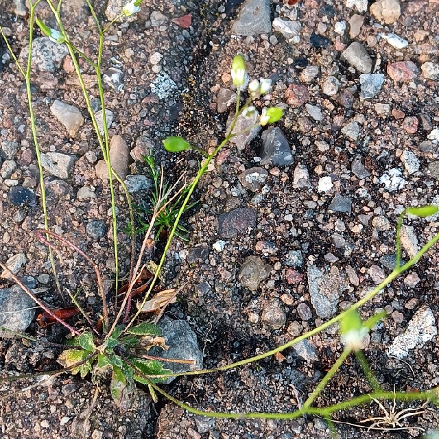 Vår Gæslingeblomst Observation Nb 4541314 Naturbasen