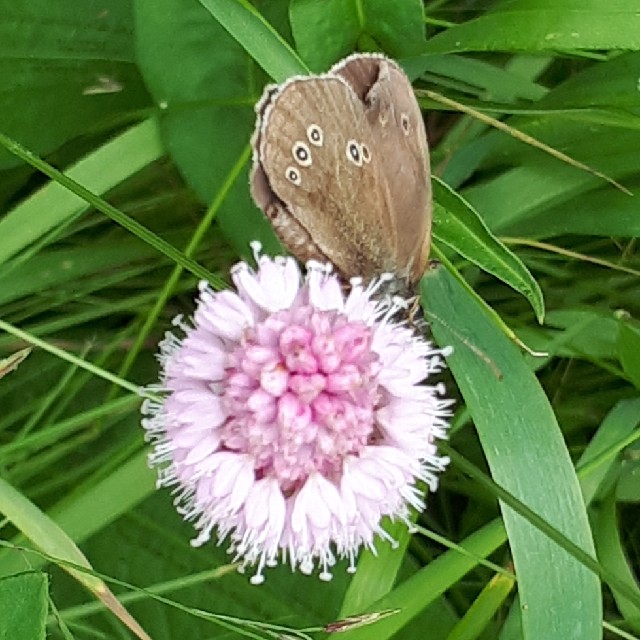 Engrandøje Observation Nb 4611739 Naturbasen