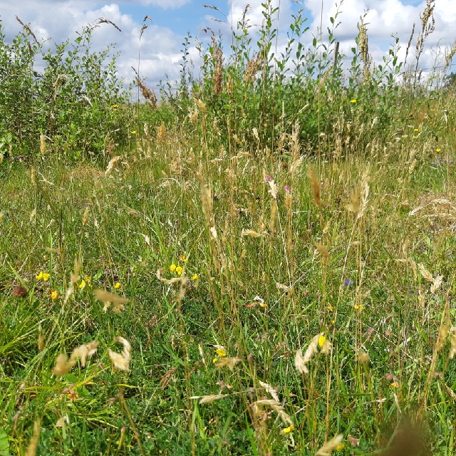 Vellugtende Gulaks Observation Nb 4669085 Naturbasen