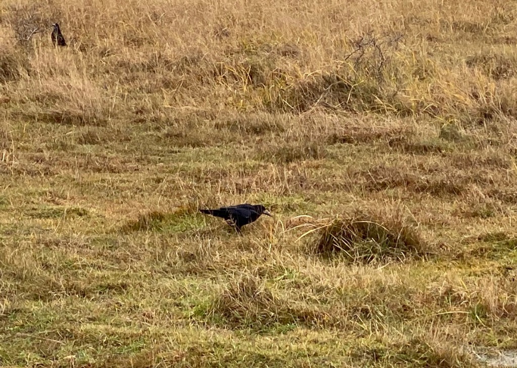 Råge (Corvus frugilegus)