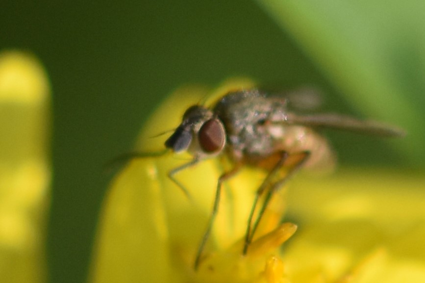 Siphona hokkaidensis (Siphona hokkaidensis)