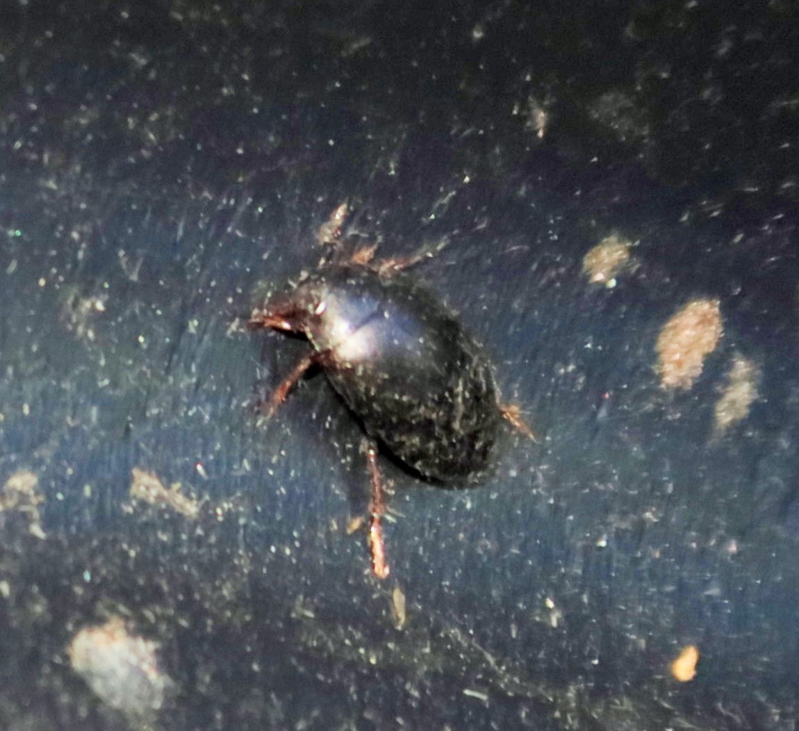 Agabus bipustulatus (Agabus bipustulatus)