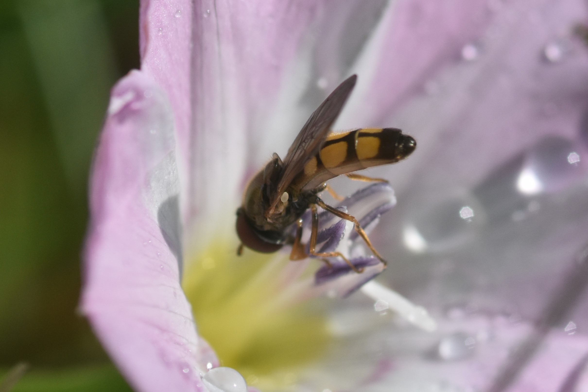 Græssvirreflue sp. (Melanostoma sp.)