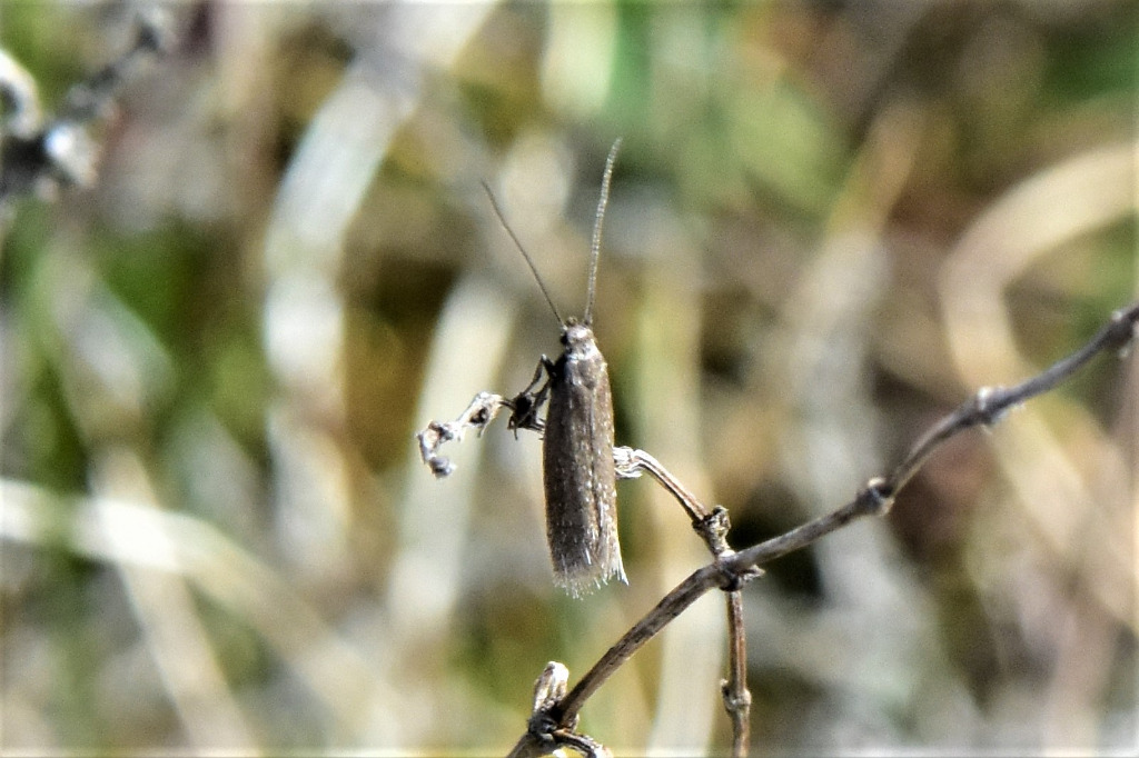 Amphisbatis incongruella (Amphisbatis incongruella)