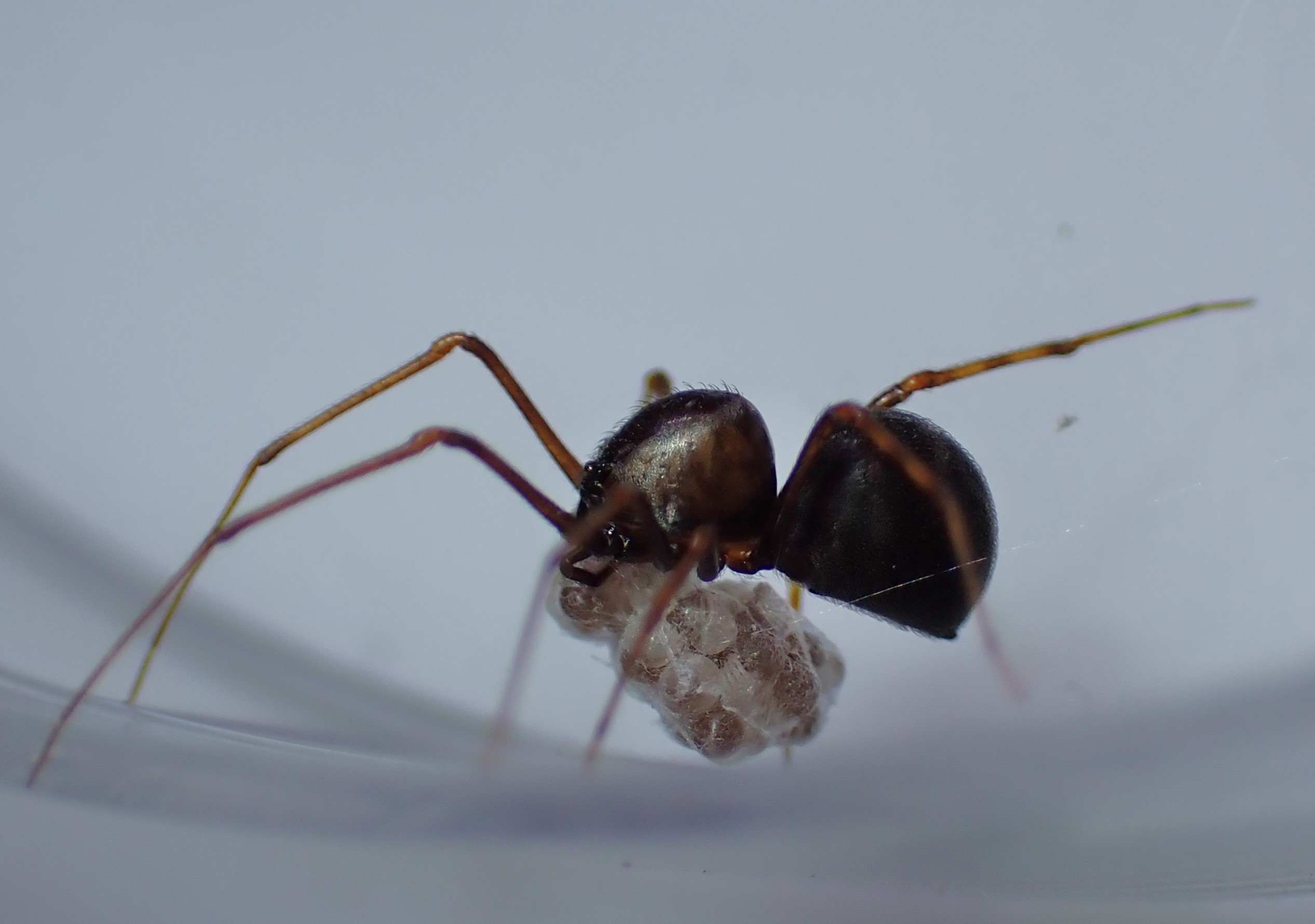 Væksthus-spytteedderkop (Scytodes fusca)
