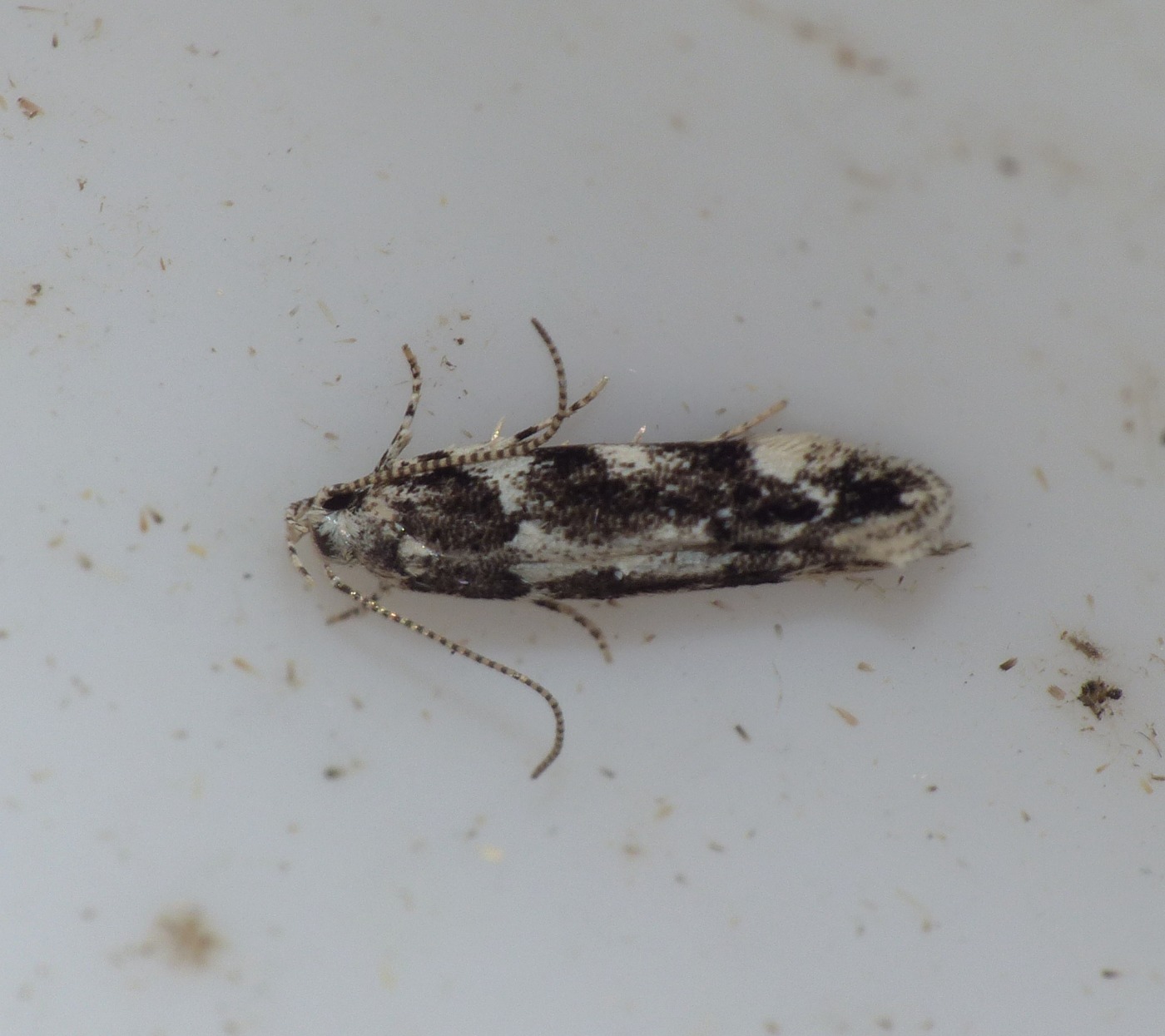 Parachronistis albiceps (Parachronistis albiceps)