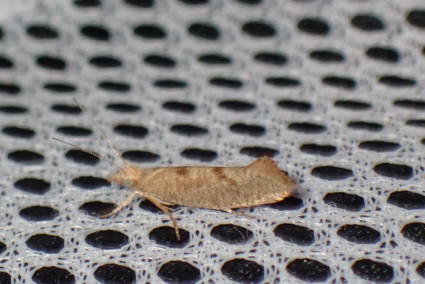 Vinteregmøl (Ypsolopha alpella)