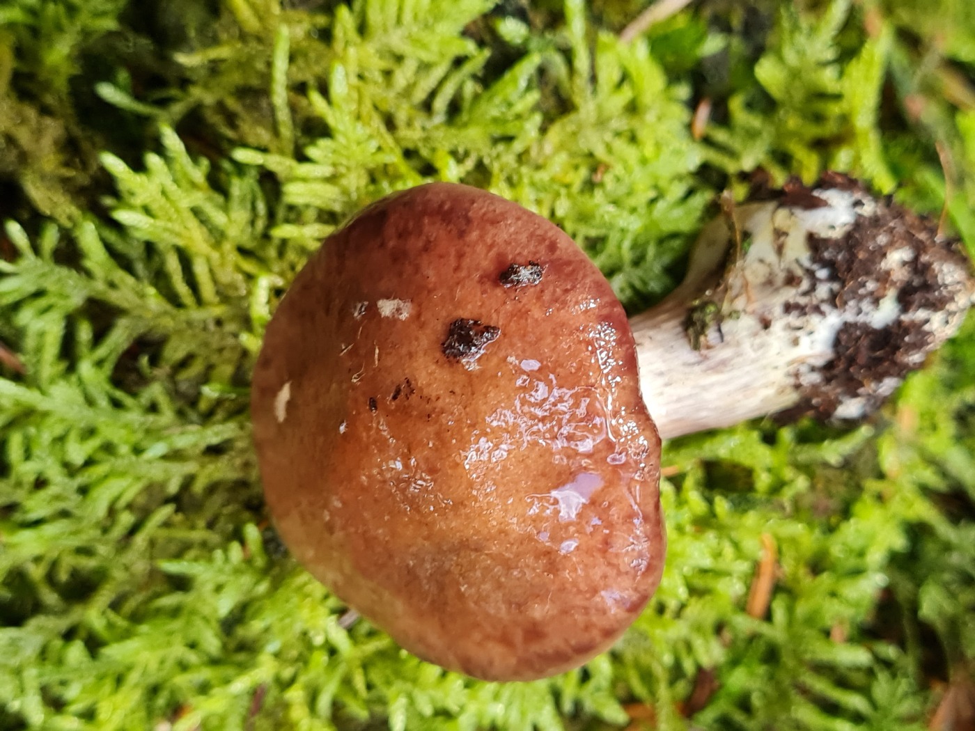 Plantage-Slørhat (Cortinarius biformis)
