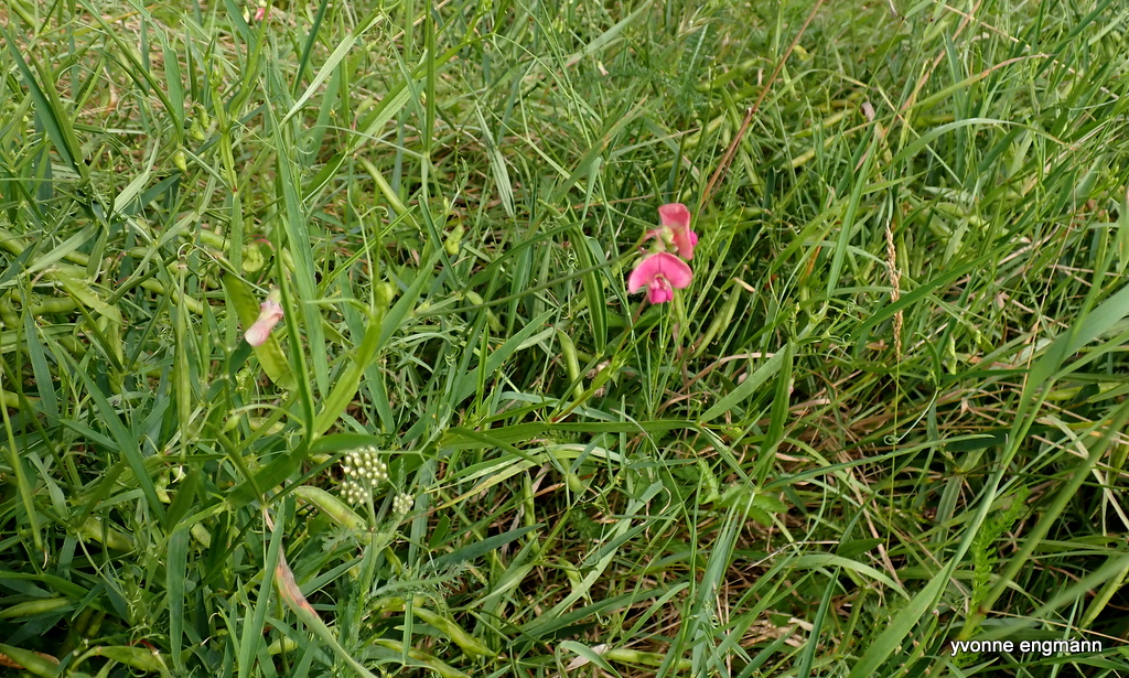 Flerårig Lathyrus (Lathyrus latifolius)