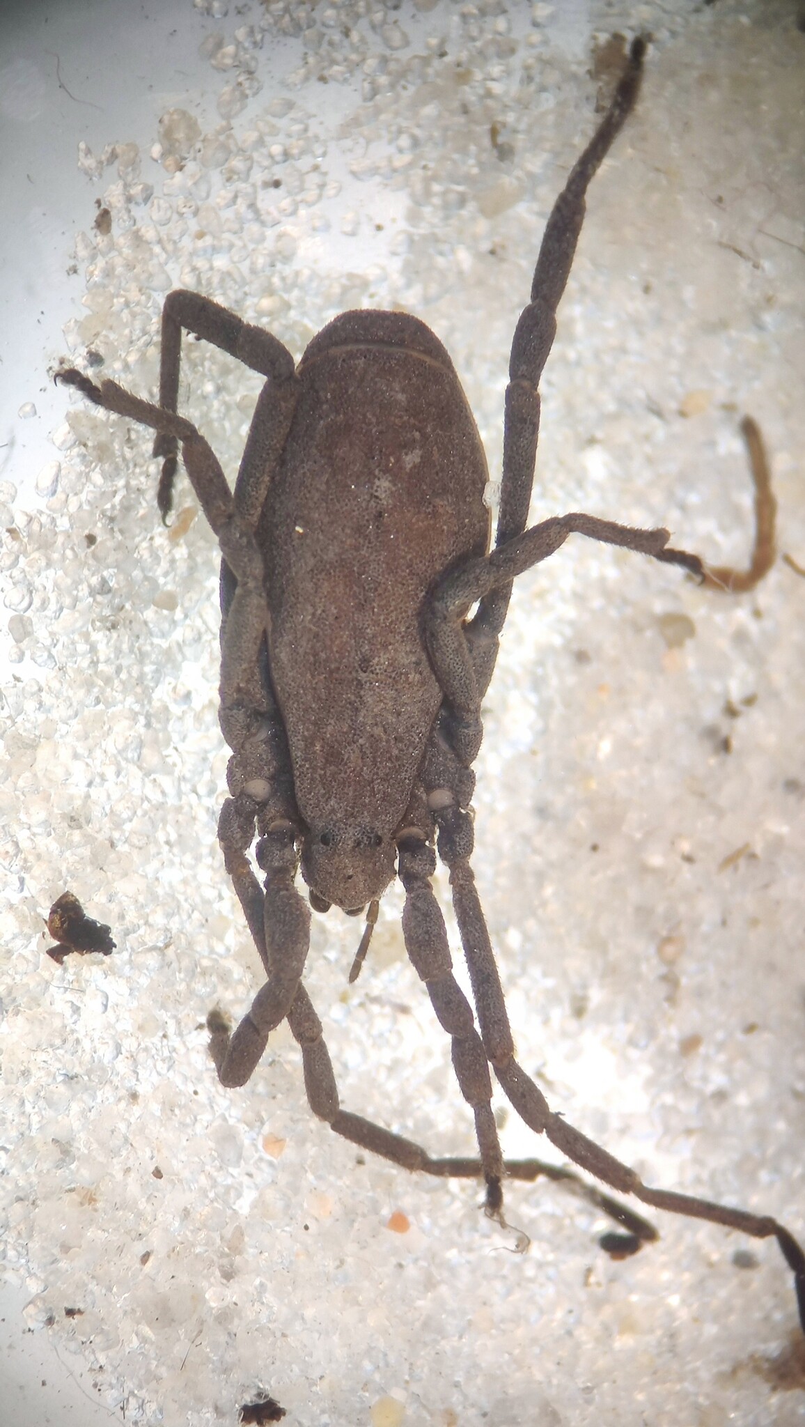 Stor sneglemejer (Trogulus closanicus)