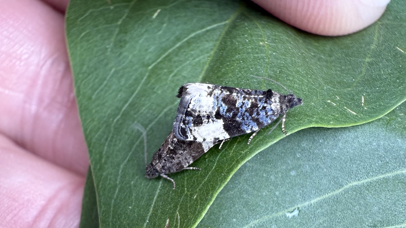 Slåenvikler (Hedya pruniana)