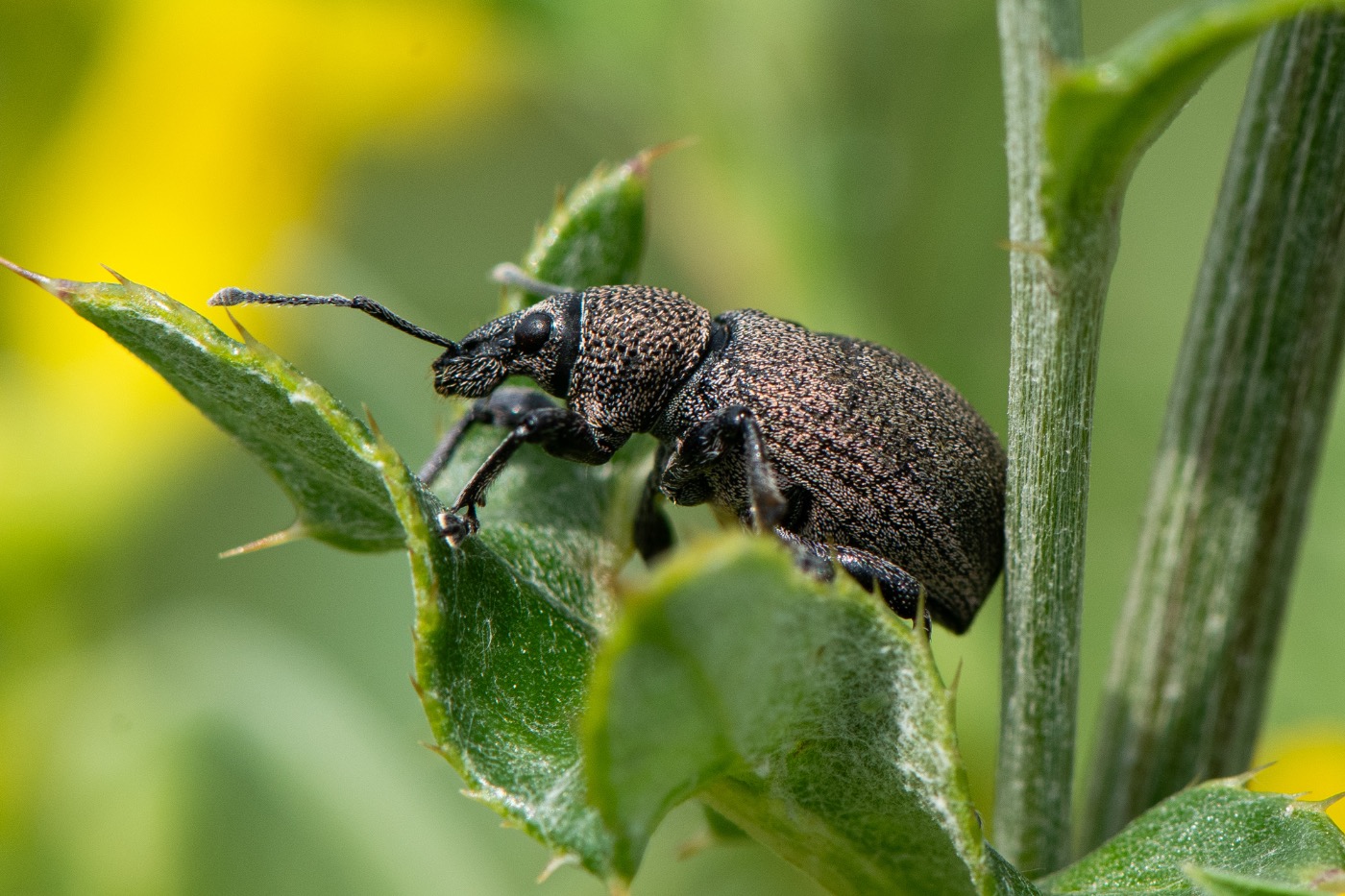 Lucerneøresnudebille (Otiorhynchus ligustici)