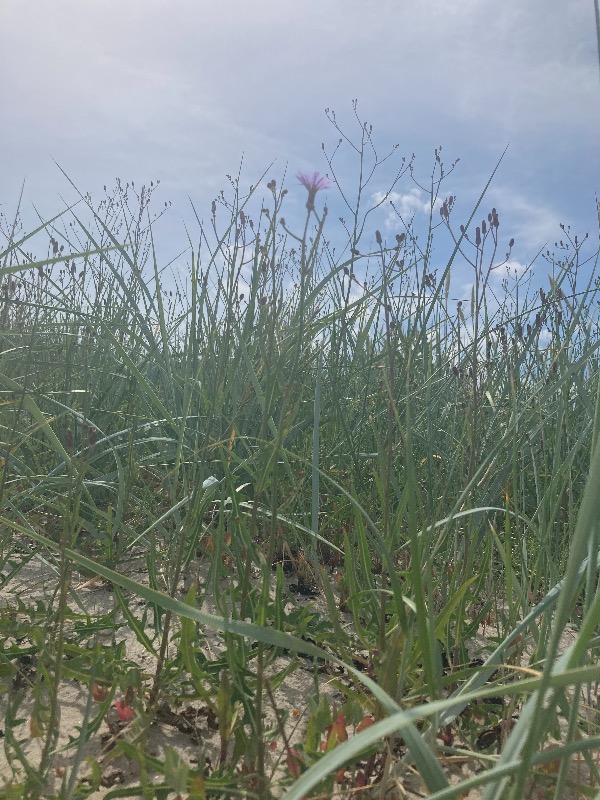 Flerårig Salat (Lactuca perennis)