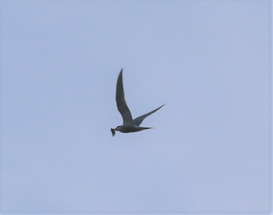 Fjordterne (Sterna hirundo)