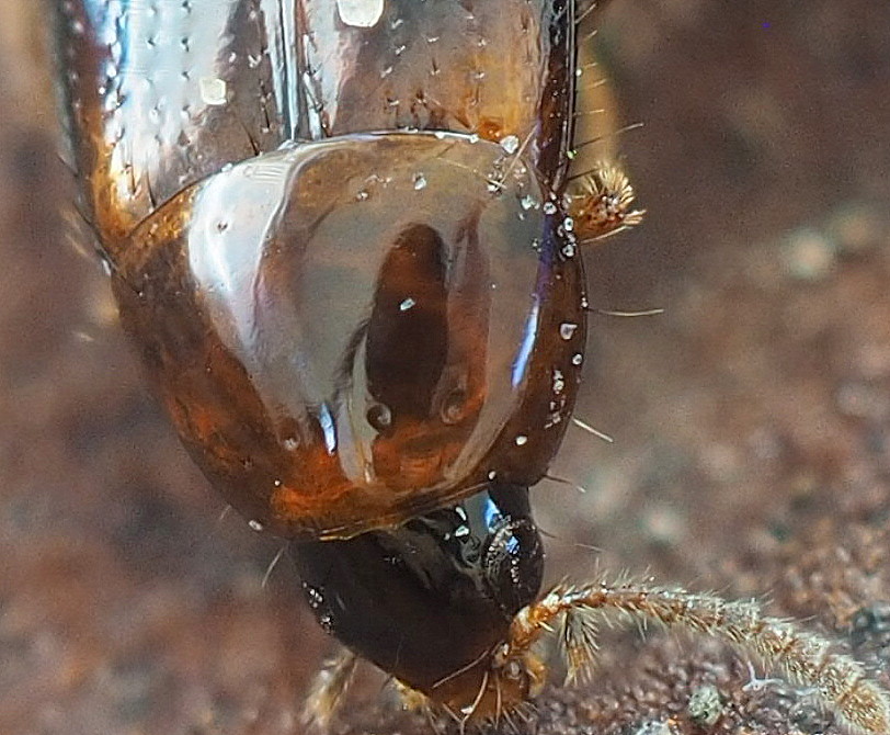 Mycetoporus rufescens (Mycetoporus rufescens)